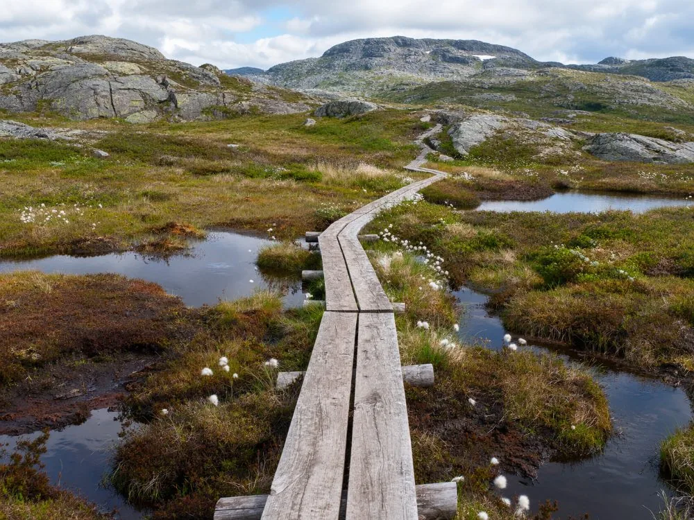 Pasarelas de madera que llevan el sendero del Preikestolen a través de terreno pantanoso húmedo